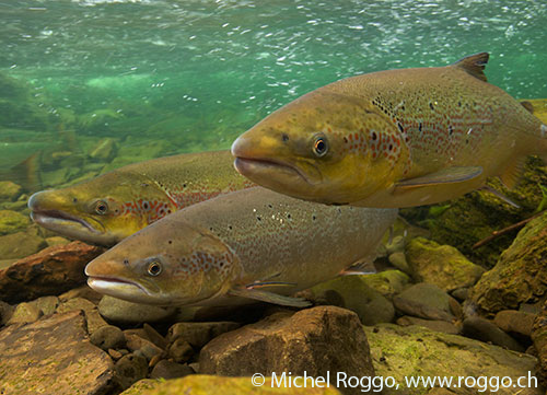 #9 Small hydropower and happy fish?